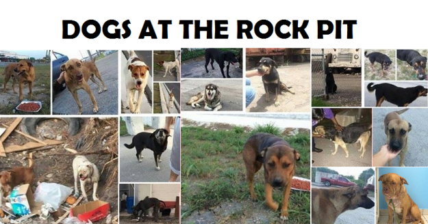 DOGS AT ROCK PIT